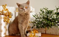 Katze mit Weihnachtsgeschenken